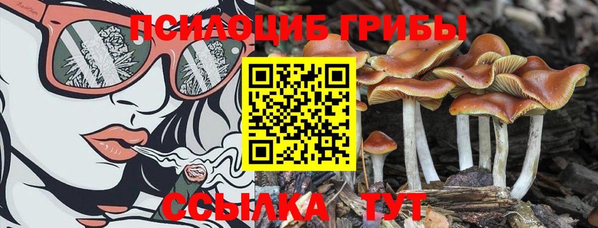 Псилоцибиновые грибы Psilocybine cubensis Мирный